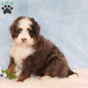 Jordan, Mini Bernedoodle Puppy