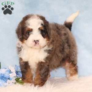 Jordan, Mini Bernedoodle Puppy