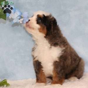 Jordan, Mini Bernedoodle Puppy