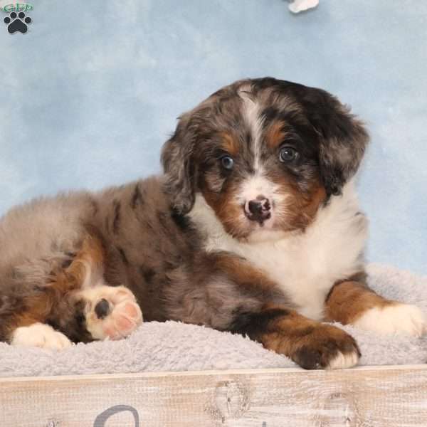 Johnny, Mini Bernedoodle Puppy