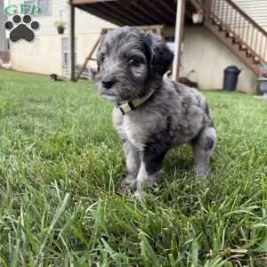 Perry, Sheepadoodle Puppy