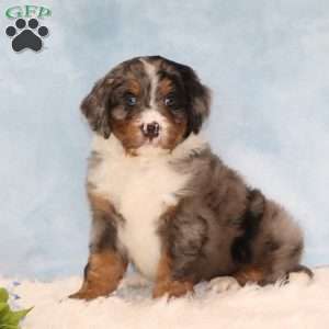 Johnny, Mini Bernedoodle Puppy