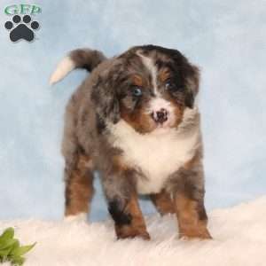 Johnny, Mini Bernedoodle Puppy
