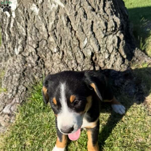 Bella, Greater Swiss Mountain Dog Puppy