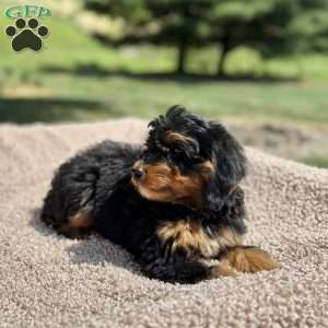 Chloe, Mini Bernedoodle Puppy