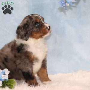 Johnny, Mini Bernedoodle Puppy
