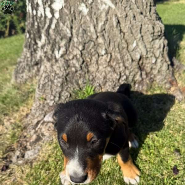 Hunter, Greater Swiss Mountain Dog Puppy