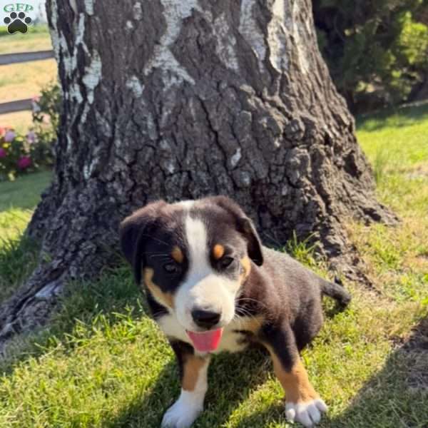 Rivers, Greater Swiss Mountain Dog Puppy