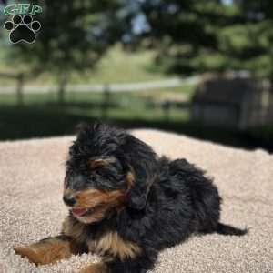 Chloe, Mini Bernedoodle Puppy