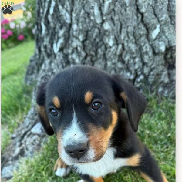 Forrest, Greater Swiss Mountain Dog Puppy