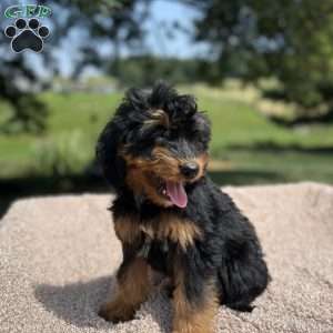 Chloe, Mini Bernedoodle Puppy