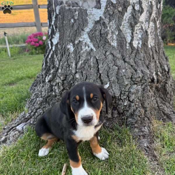 Aspen, Greater Swiss Mountain Dog Puppy