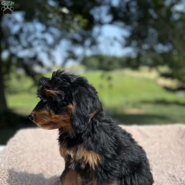 Chloe, Mini Bernedoodle Puppy