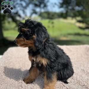 Chloe, Mini Bernedoodle Puppy