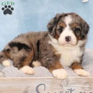 Jamie, Mini Bernedoodle Puppy