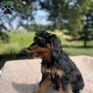 Chloe, Mini Bernedoodle Puppy