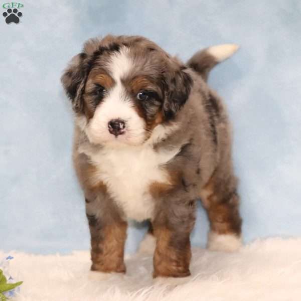 Jamie, Mini Bernedoodle Puppy