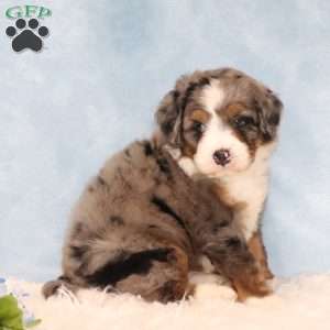 Jamie, Mini Bernedoodle Puppy