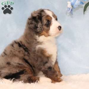 Jamie, Mini Bernedoodle Puppy