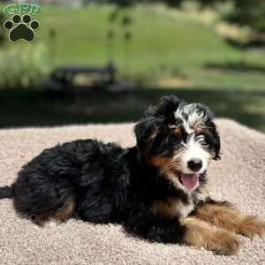Lucy, Mini Bernedoodle Puppy