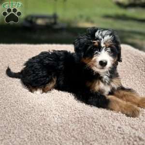 Lucy, Mini Bernedoodle Puppy
