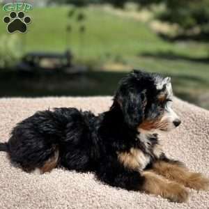 Lucy, Mini Bernedoodle Puppy