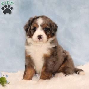 Jamie, Mini Bernedoodle Puppy