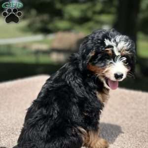 Lucy, Mini Bernedoodle Puppy