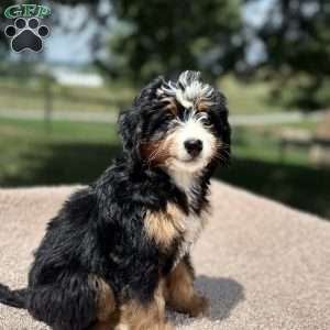 Lucy, Mini Bernedoodle Puppy