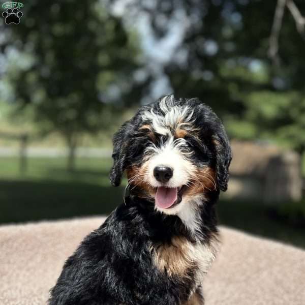 Lucy, Mini Bernedoodle Puppy