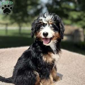 Lucy, Mini Bernedoodle Puppy