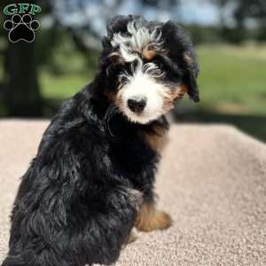 Lucy, Mini Bernedoodle Puppy