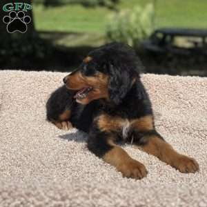 Rosy, Mini Bernedoodle Puppy