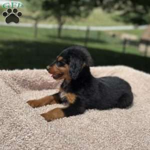 Rosy, Mini Bernedoodle Puppy