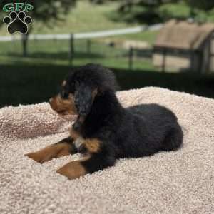 Rosy, Mini Bernedoodle Puppy