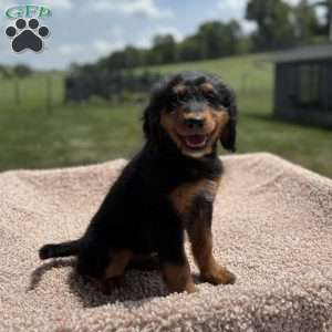 Rosy, Mini Bernedoodle Puppy