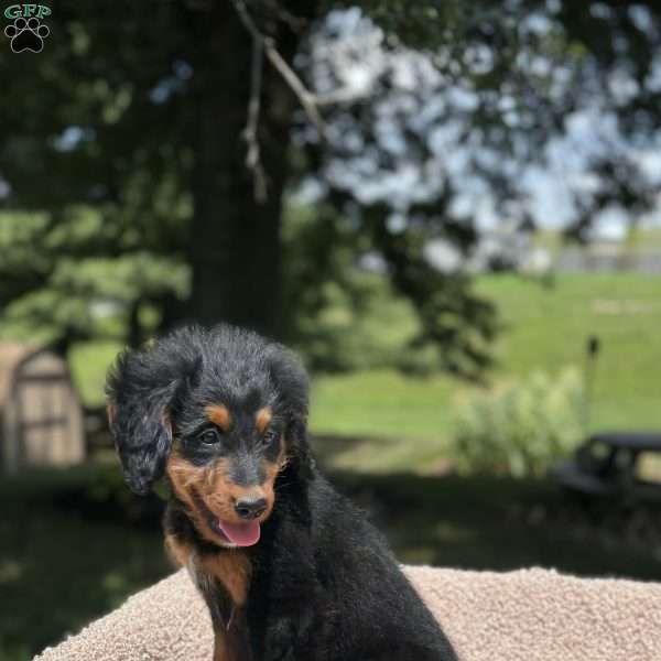 Rosy, Mini Bernedoodle Puppy
