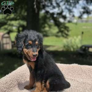 Rosy, Mini Bernedoodle Puppy
