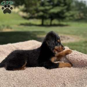 Rosy, Mini Bernedoodle Puppy