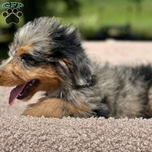Bella, Mini Bernedoodle Puppy