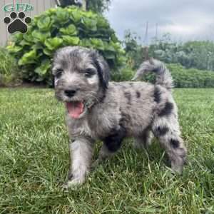 Perry, Sheepadoodle Puppy
