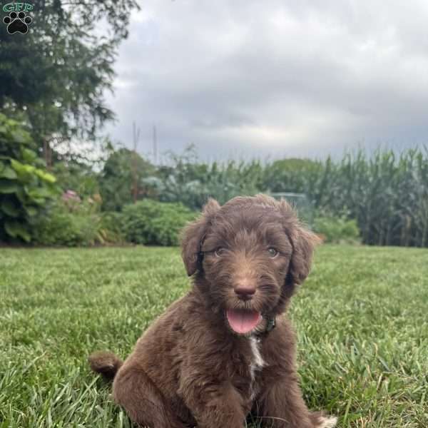 Forrest, Sheepadoodle Puppy