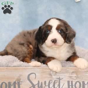 Jesse, Mini Bernedoodle Puppy