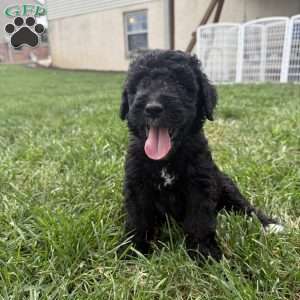 Kitt, Sheepadoodle Puppy