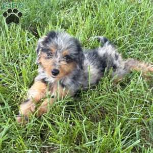 Bella, Mini Bernedoodle Puppy