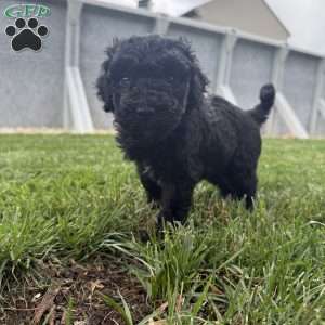 Holly, Sheepadoodle Puppy