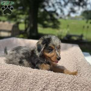 Bella, Mini Bernedoodle Puppy