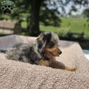 Bella, Mini Bernedoodle Puppy