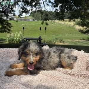 Bella, Mini Bernedoodle Puppy