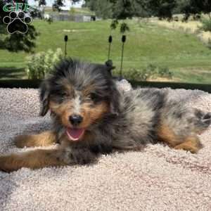 Bella, Mini Bernedoodle Puppy